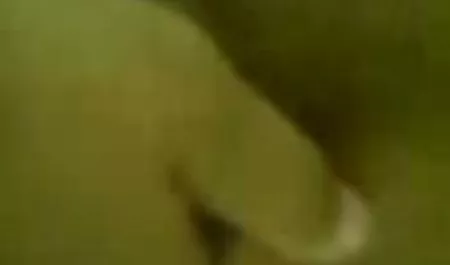 나는 무엇을 해야하는 개인르노 체코 당신의 고양이와 함께 재생